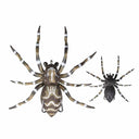 Lunkerhunt Spider