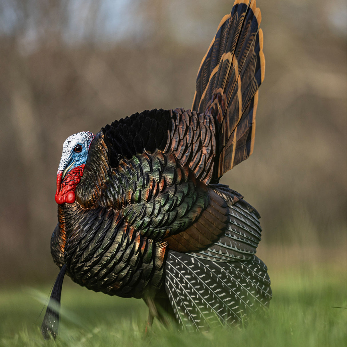 Avian-X HDR Strutter AVX-AVX8108