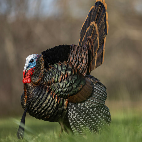 Avian-X HDR Strutter AVX-AVX8108