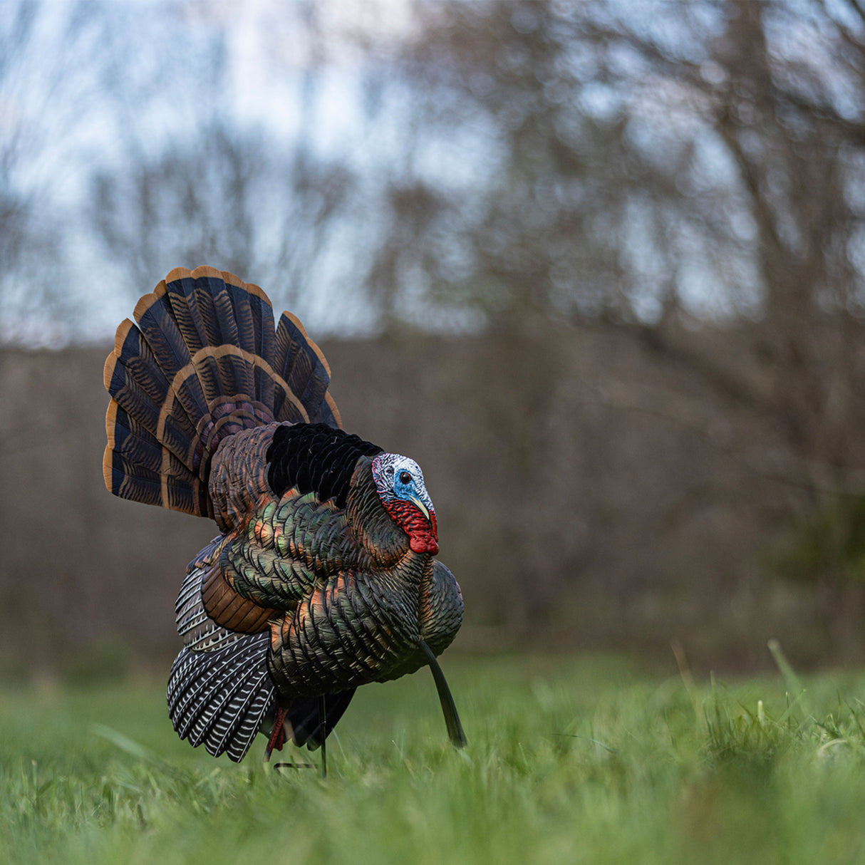 Avian-X HDR Strutter AVX-AVX8108
