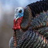 Avian-X HDR Strutter AVX-AVX8108