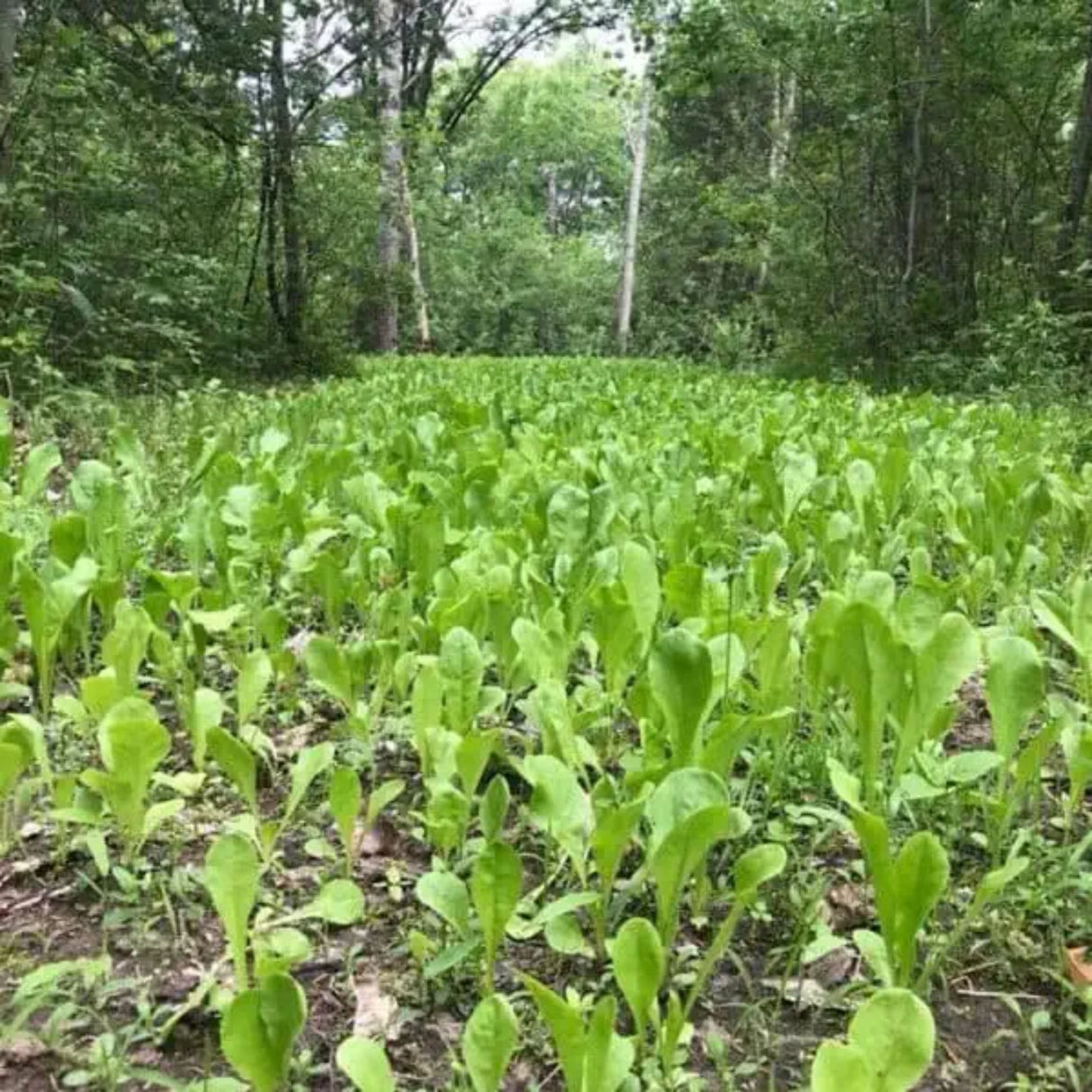 Domain Outdoor Food Plot Seed Hot Chic 3lb Jug (Plants 1/2 ACRE)