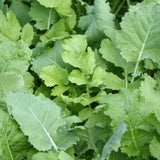Imperial Whitetail Beets & Greens - 3LB - Plants Up To 1/2 Acre