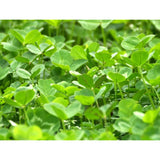 Whitetail Institute Imperial Clover 2lbs