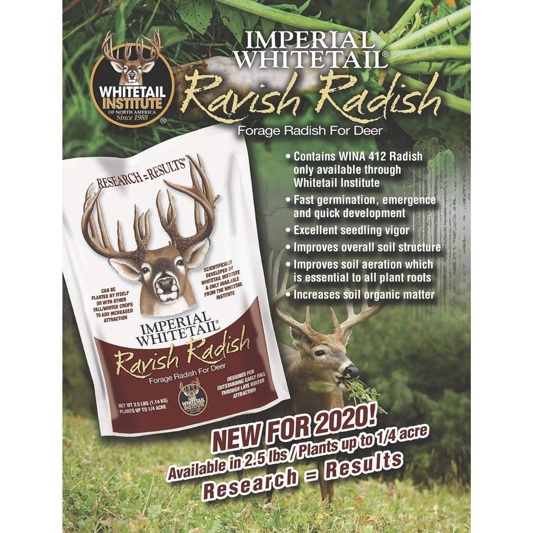 Ravish Radish