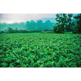 Ravish Radish