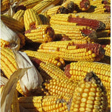 Ideal 5# Bag Cob Corn