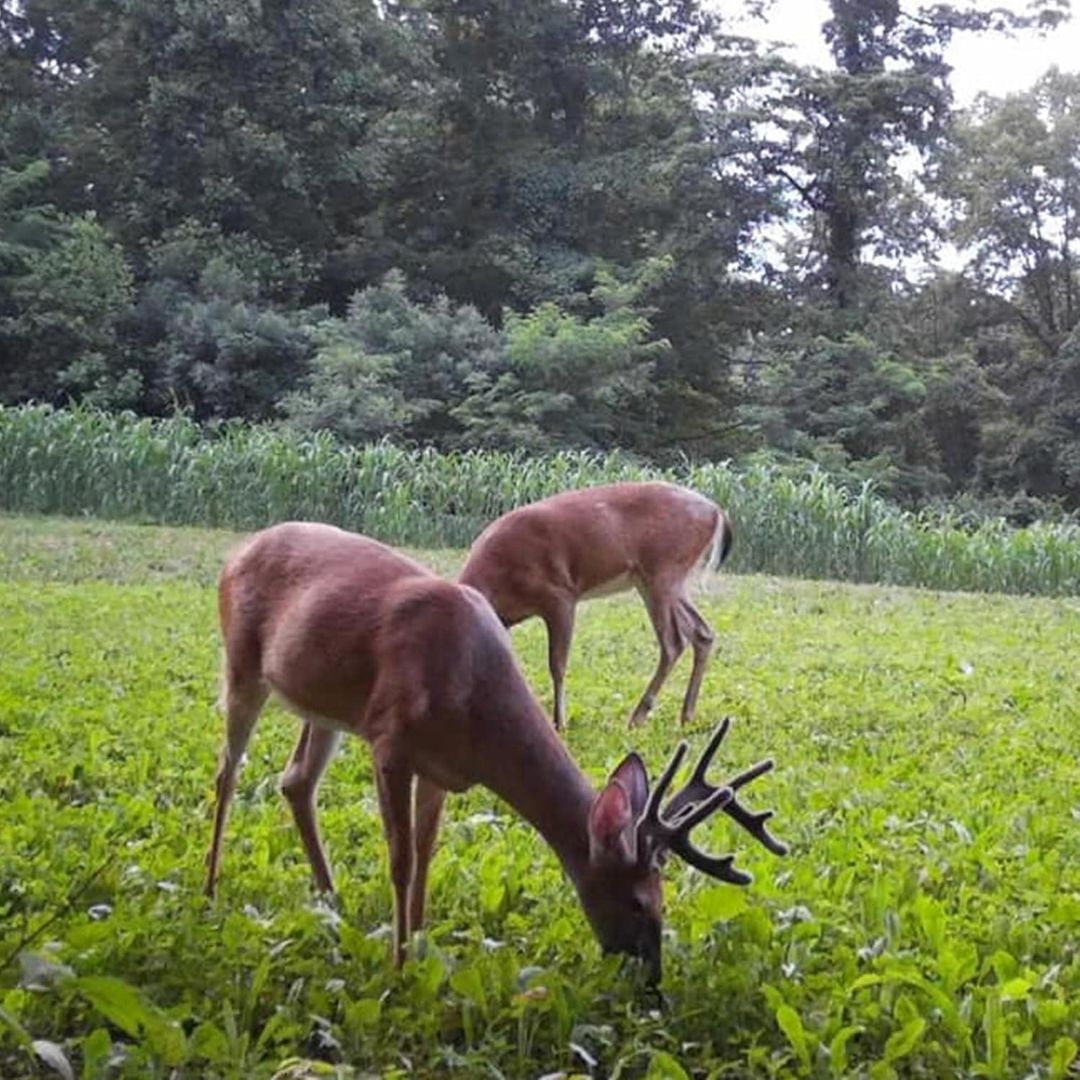 Antler King Booner Buffet 3lb Bag