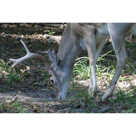 Imperial Whitetail 30-06 Mineral/ Vitamin 5lb
