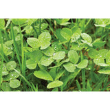 Evolved Harvest Clover Pro - 4Lb