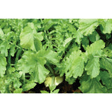 Evolved Rack'M Radish Pro - 2lb