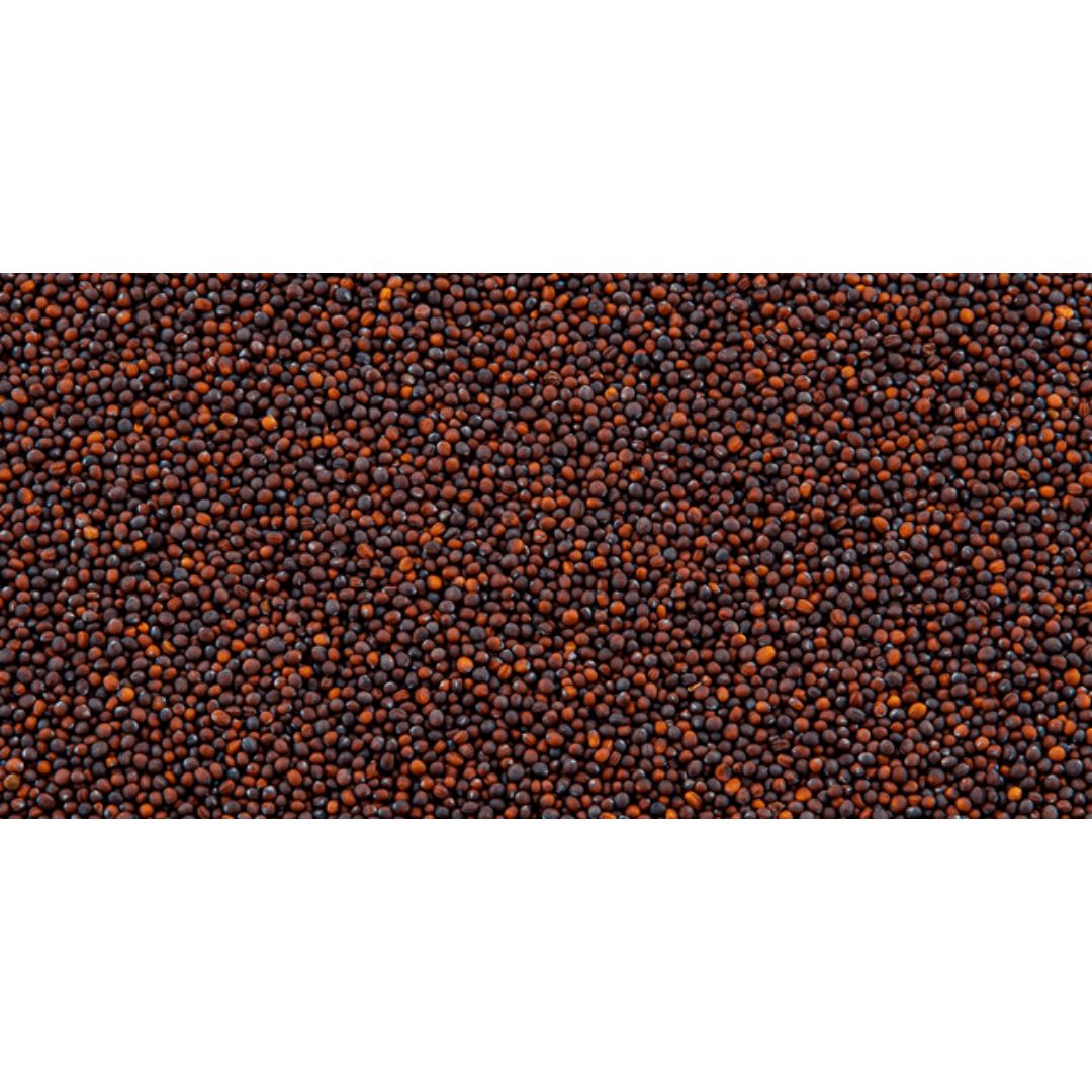 Evolved Turnip Pro Annual Mix - 2.5lb
