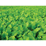 Evolved Turnip Pro Annual Mix - 2.5lb