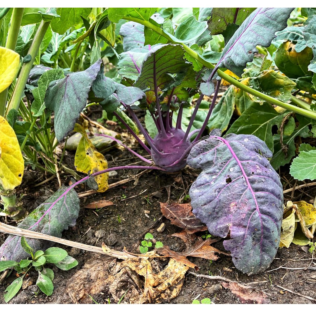 Domain Outdoor Wingman