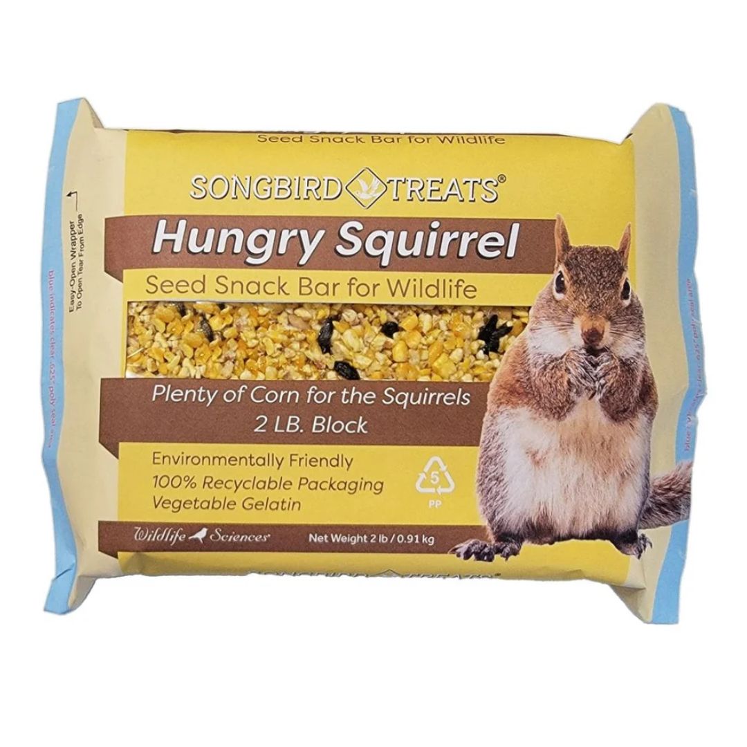 Wildlife Science 2# Hungry Squirrel