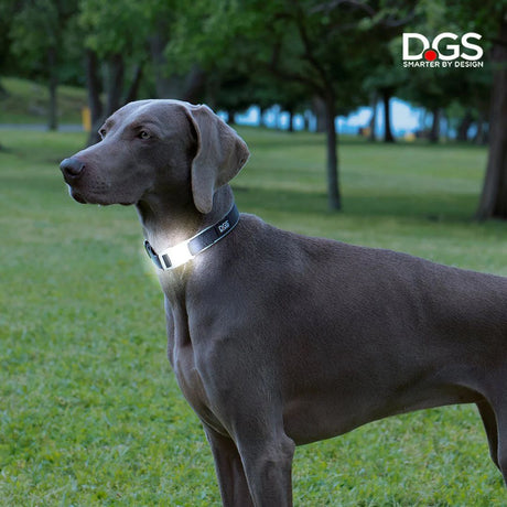 Dog Gone Smart Comet Rechargeable LED Light Collar Large Black