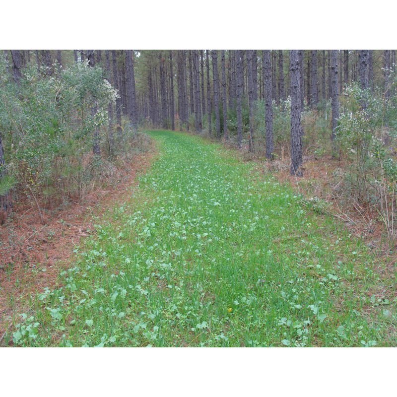 Imperial Whitetail No-Plow