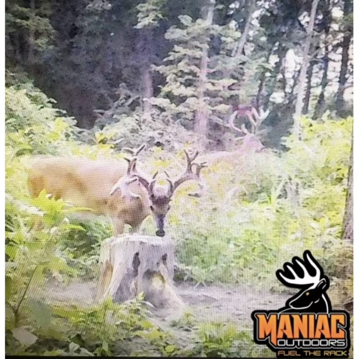 Maniac Outdoors Sweet Corn & Molasses Mineral Supplement & Attractant