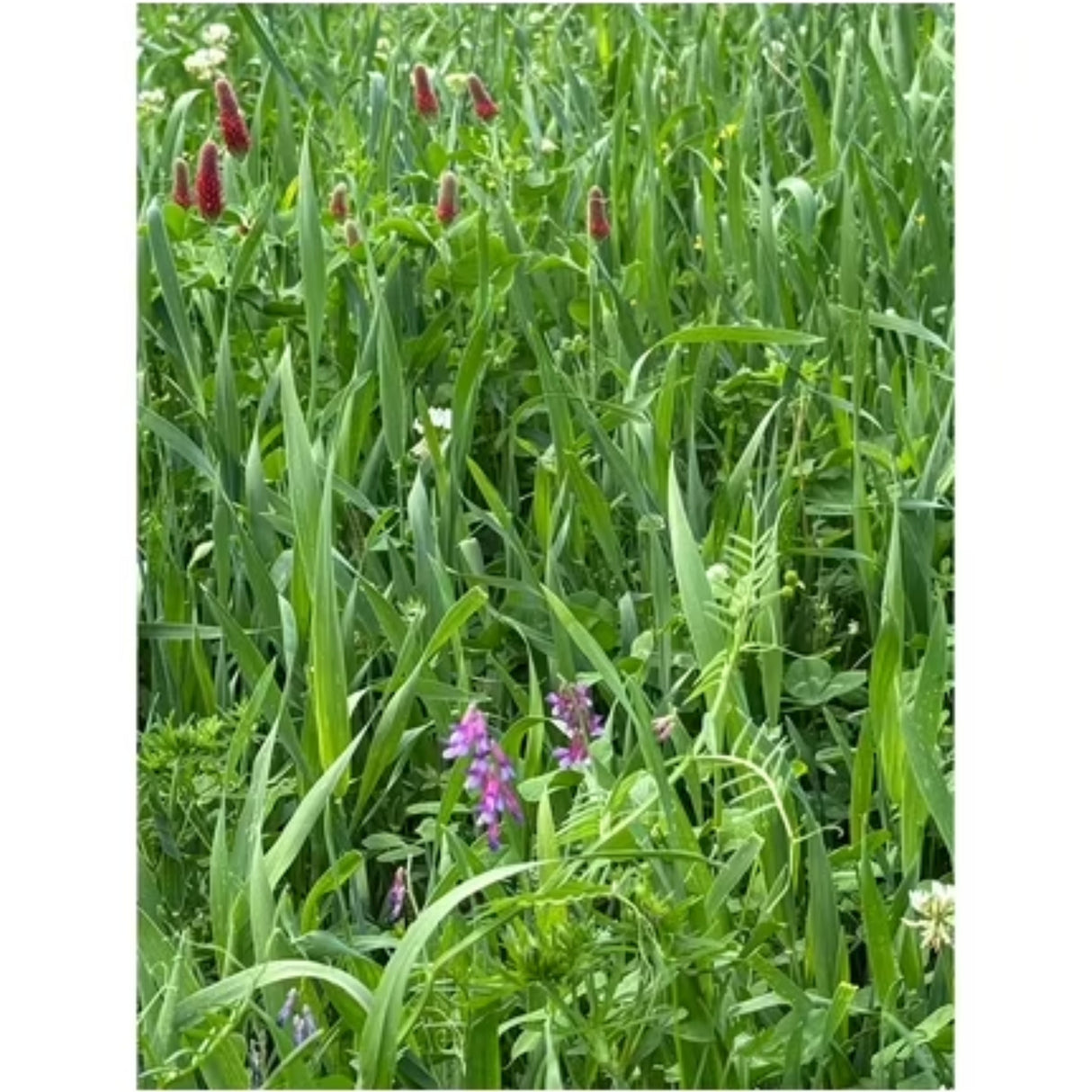 Whitetail Institute Full Strut Turkey Food Plot Seed 10lb