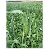 Whitetail Institute Full Strut Turkey Food Plot Seed 10lb
