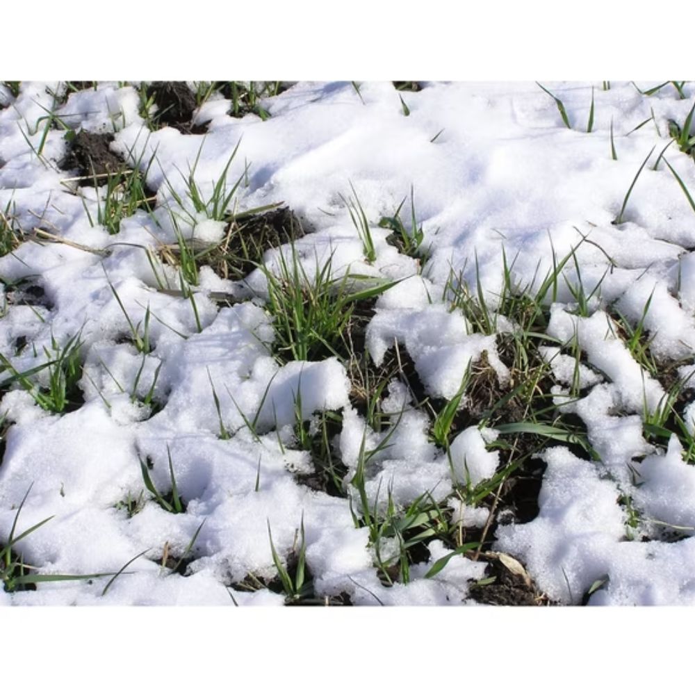 Whitetail Institute Whitetail Oats Plus Annual Food Plot Seed 22.5lb