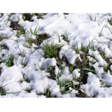 Whitetail Institute Whitetail Oats Plus Annual Food Plot Seed 22.5lb
