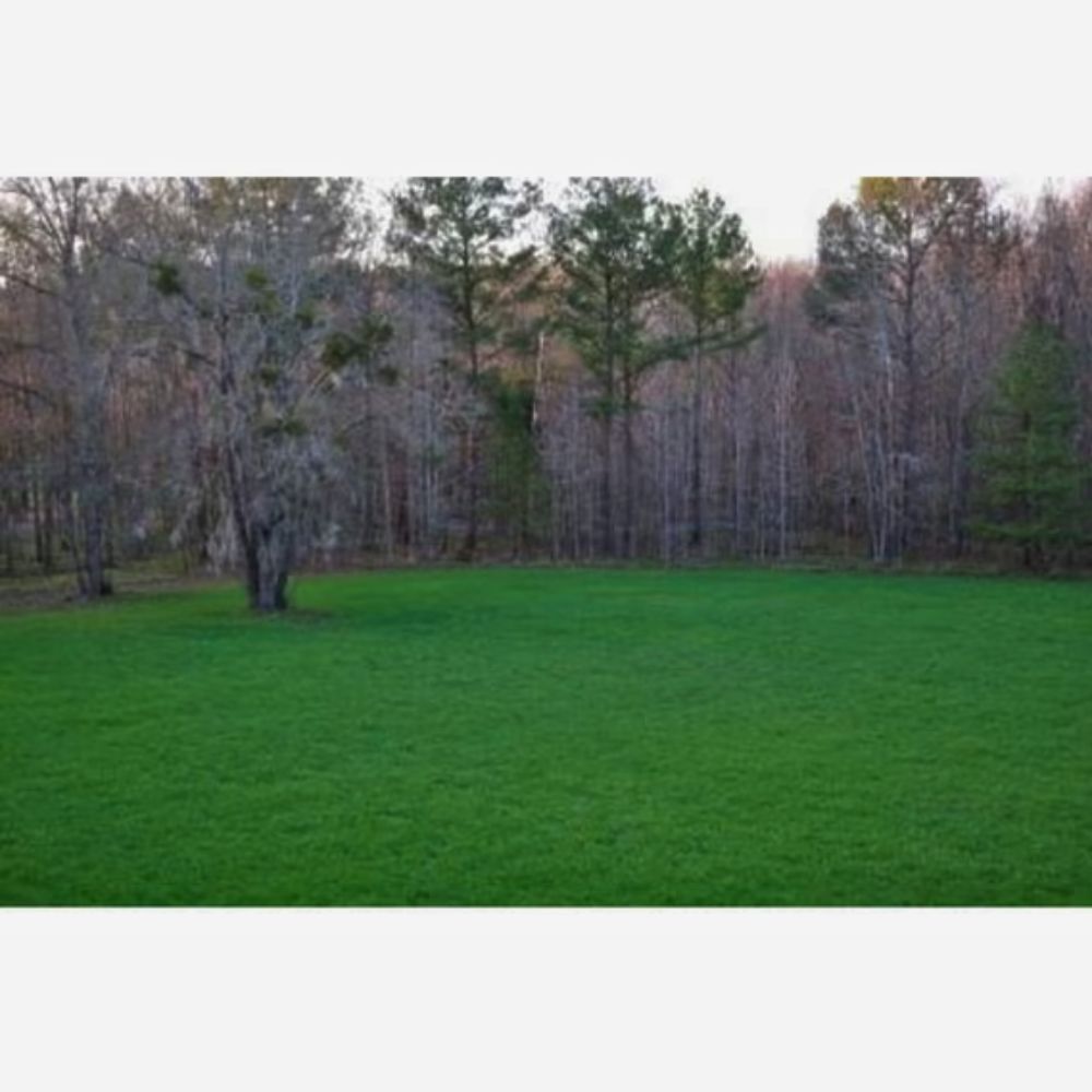 Whitetail Institute Whitetail Oats Plus Annual Food Plot Seed 22.5lb