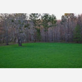 Whitetail Institute Whitetail Oats Plus Annual Food Plot Seed 22.5lb