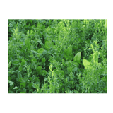 Whitetail Institute Imperial Alfa-Rack 3.75lb Bag - Covers 1/4 Acre