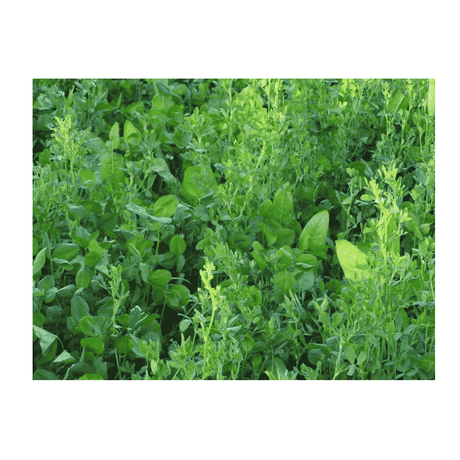 Whitetail Institute Imperial Alfa-Rack 3.75lb Bag - Covers 1/4 Acre