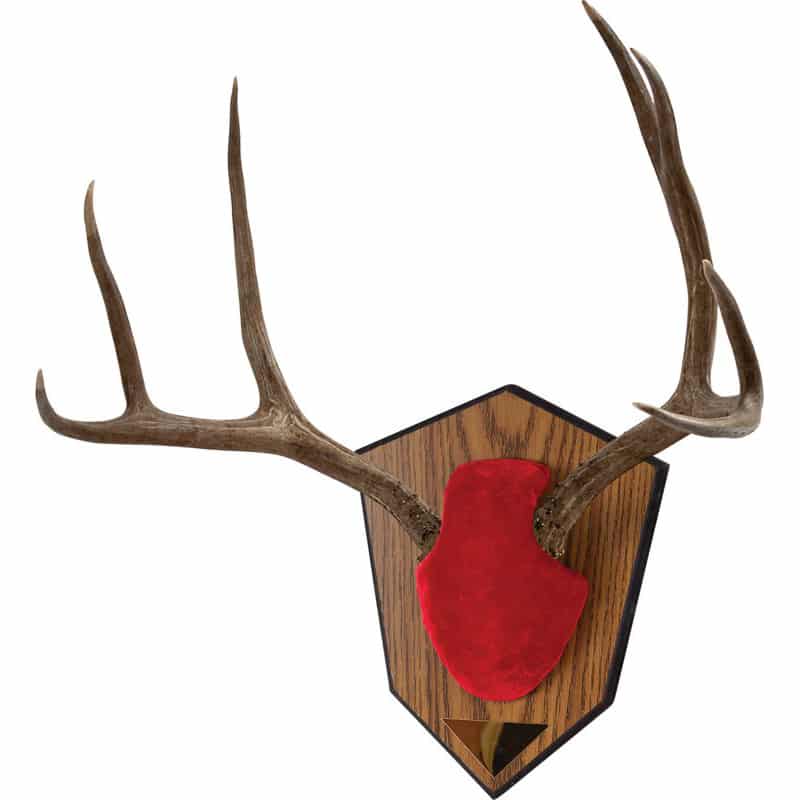 Allen Buck Horn Mounting Kit