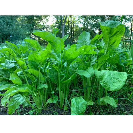 Domain Outdoor Beet Down