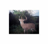 Wildlife Research Center - Magnum Key Wick