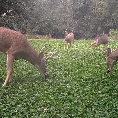 White Gold Clover Rush 5lb Bag - Covers 1/2 Acre