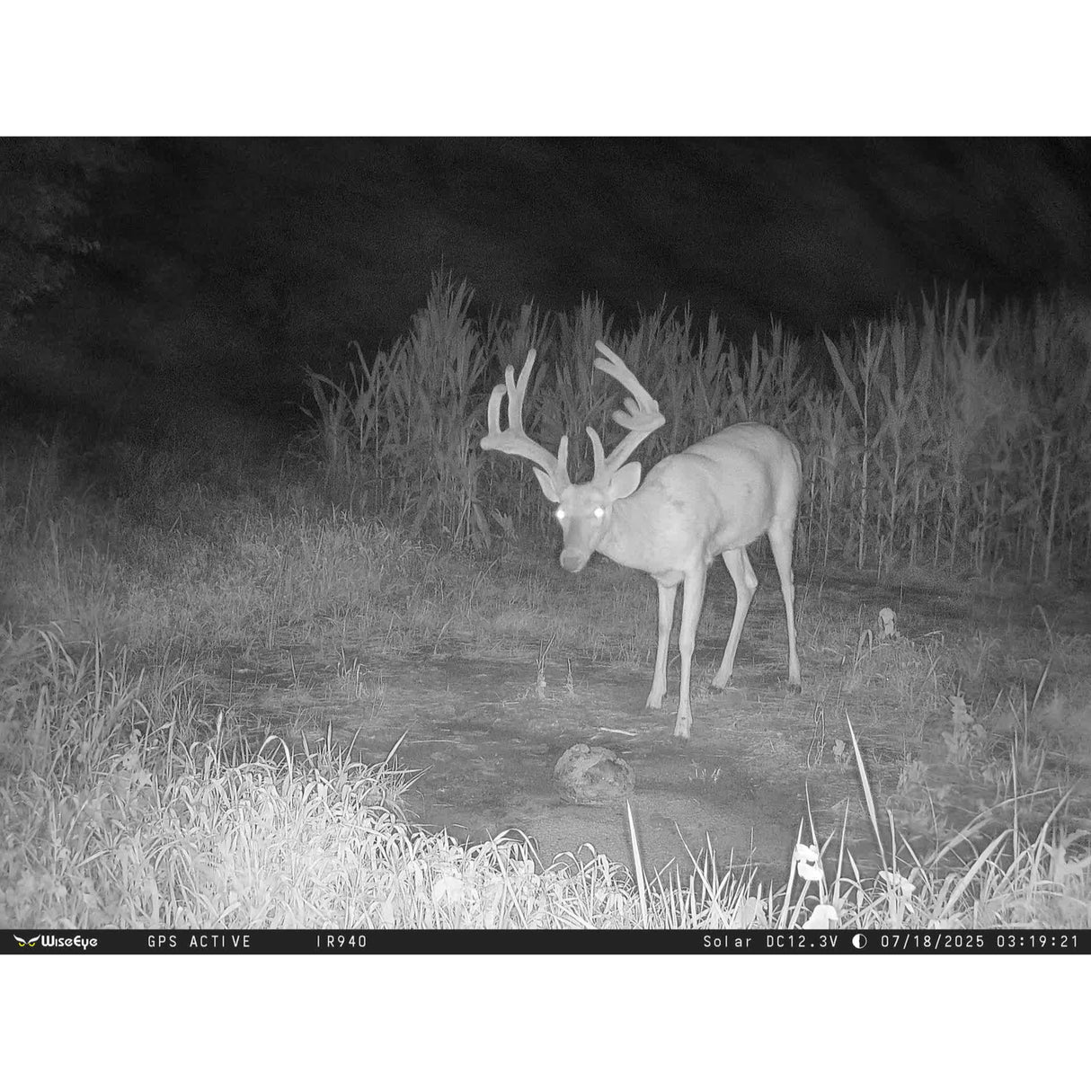 WiseEye Data Cam 2 No Glow DC-2