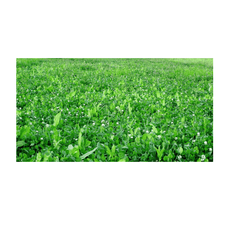 Whitetail Institute Imperial Winter Greens 3lb Bag - Covers 1/2 Acre