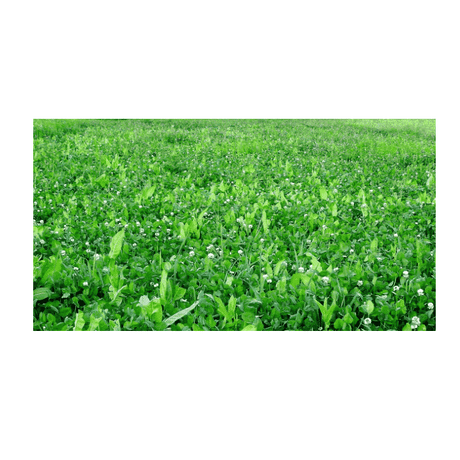 Whitetail Institute Imperial Winter Greens 3lb Bag - Covers 1/2 Acre