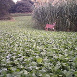 White Gold Green Monster 12.5lb Bag - Covers 1/2 Acre