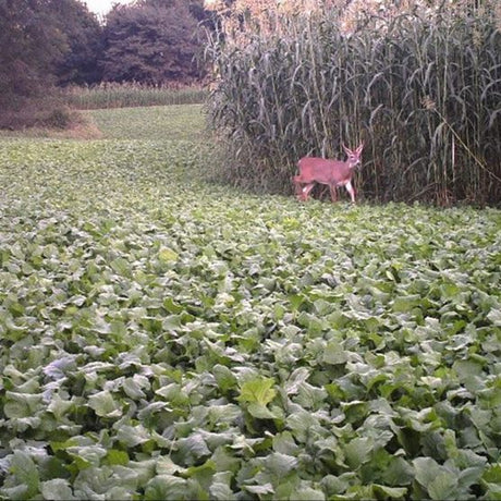 White Gold Green Monster 12.5lb Bag - Covers 1/2 Acre