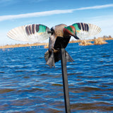 Mojo Outdoors Elite Series Green Wing Teal Duck Decoy HW2474-3P