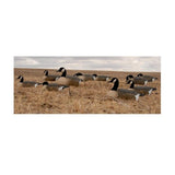 ES Canada Goose Shells (dozen)