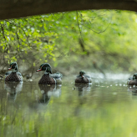 Avian-X Topflight Wood Ducks 6 Floating Decoys