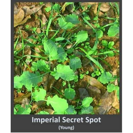 Whitetail Institute Secret Spot 4lb