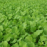 Imperial Whitetail Tall Tine Tubers