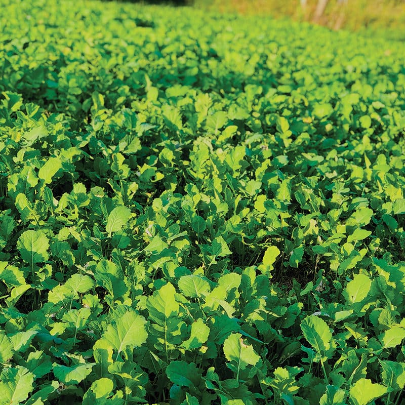 Killer Food Plots - White Rage - 5# - Plants 3/4 Acre