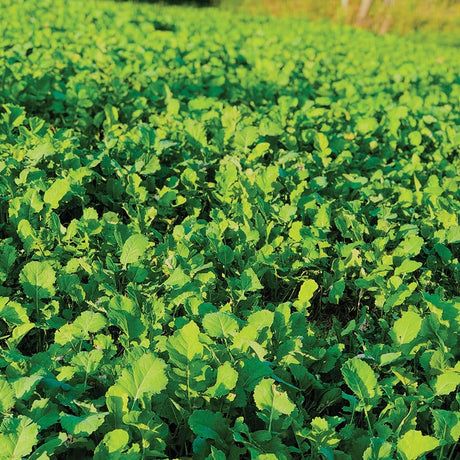 Killer Food Plots - White Rage - 5# - Plants 3/4 Acre